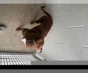 Labrador Retriever-Unknown Mix Dogs for adoption in Houston, TX, USA