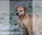 Small Labrador Retriever Mix
