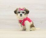 Small #3 Shorkie Tzu