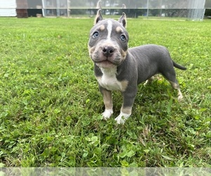 American Bully Puppy for sale in LAFAYETTE, TN, USA