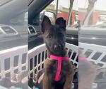 Small Mutt