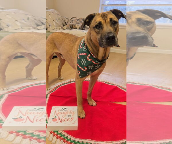 Medium Photo #3 Black Mouth Cur-Unknown Mix Puppy For Sale in Rockaway, NJ, USA