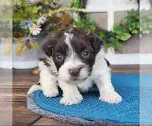 Havanese Puppy for sale in MARIETTA, GA, USA