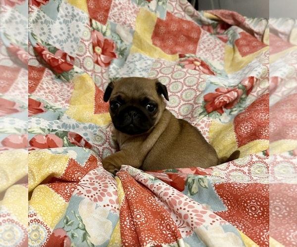 Medium Photo #3 Pug Puppy For Sale in GLASGOW, KY, USA