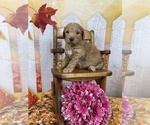 Small Photo #52 Aussiedoodle Puppy For Sale in COMMERCE, MI, USA