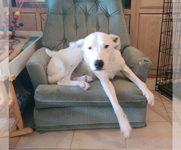 Medium Photo #2 Border Collie-Unknown Mix Puppy For Sale in Mesa, AZ, USA