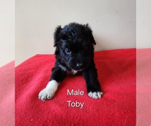 Aussiedoodle Miniature Puppy for sale in HUNTSVILLE, AL, USA