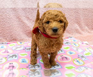 Goldendoodle (Miniature) Puppy for sale in ROY, UT, USA