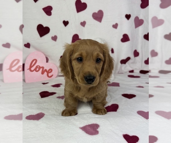Medium Photo #5 Dachshund Puppy For Sale in FRANKLIN, IN, USA