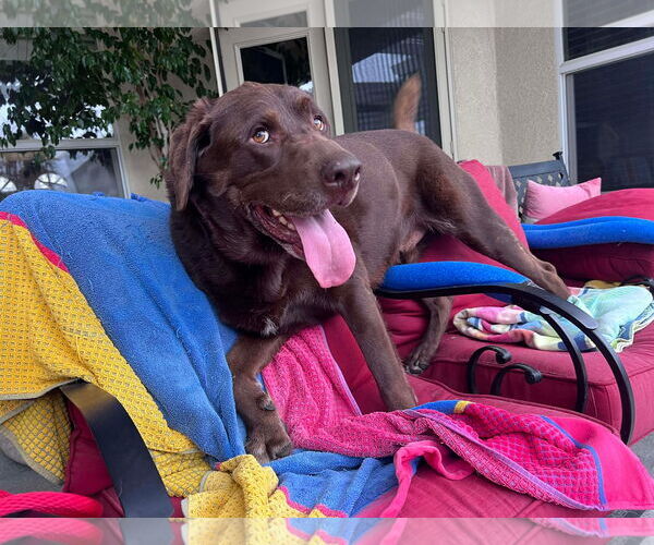 Medium Photo #3 Labrador Retriever Puppy For Sale in Clovis, CA, USA