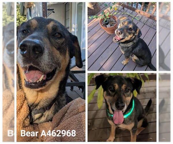 Medium Photo #1 Rottweiler-Unknown Mix Puppy For Sale in San Antonio, TX, USA