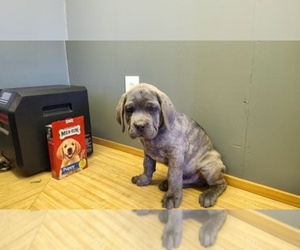 Cane Corso Puppy for sale in WEATHERFORD, TX, USA
