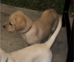 Small Photo #7 Labrador Retriever Puppy For Sale in OAKLEY, CA, USA