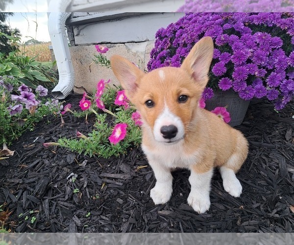 Medium Photo #6 Pembroke Welsh Corgi Puppy For Sale in SHILOH, OH, USA