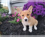 Small Photo #6 Pembroke Welsh Corgi Puppy For Sale in SHILOH, OH, USA