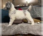 Small Photo #8 Poodle (Standard) Puppy For Sale in HENRY, VA, USA