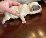 Puppy Puppy 2 pied French Bulldog