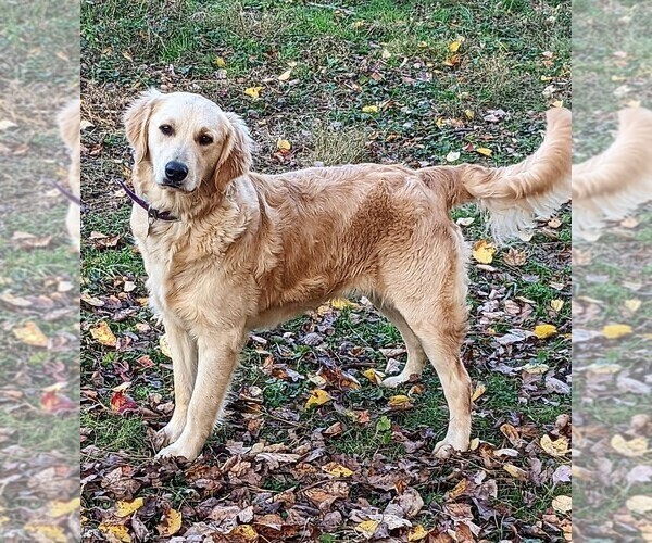 Medium Photo #7 Golden Retriever Puppy For Sale in PAMPLIN, VA, USA