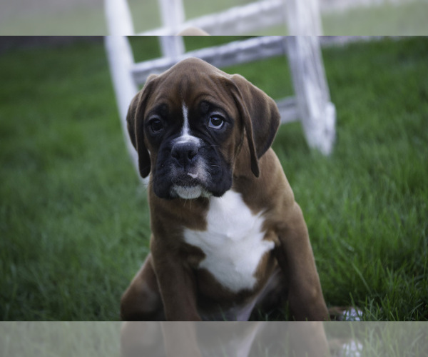 Medium Photo #1 Boxer Puppy For Sale in SHIPSHEWANA, IN, USA