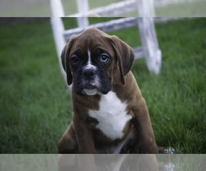 Boxer Puppy for sale in SHIPSHEWANA, IN, USA