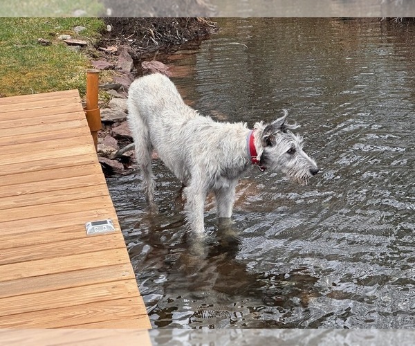 Medium Photo #13 Irish Wolfhound Puppy For Sale in BOUCKVILLE, NY, USA