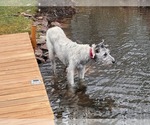 Small #12 Irish Wolfhound