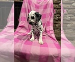 Small #2 Dalmatian