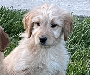 Goldendoodle Puppy for sale in PEEBLES, OH, USA