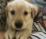 Puppy Latte Golden Labrador