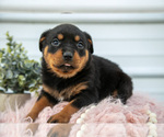 Small Photo #19 Rottweiler Puppy For Sale in BRYANT, IN, USA