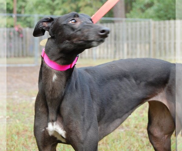 Medium Photo #3 Greyhound Puppy For Sale in Cherry Hill, NJ, USA