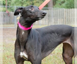 Free Hopper - Female Greyhound Dog for Adoption - Photo #3