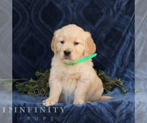 Golden Retriever Puppy for sale in NARVON, PA, USA