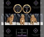 Small Photo #125 Goldendoodle (Miniature) Puppy For Sale in WARSAW, IN, USA