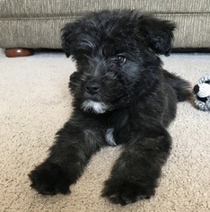 Old English Sheepdog-Soft Coated Wheaten Terrier Mix Puppy for sale in GRAIN VALLEY, MO, USA