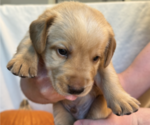 Puppy Boise Labrador Retriever