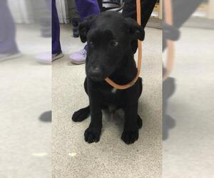 Labrador Retriever Dogs for adoption in Riverside, CA, USA