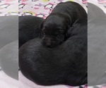Small Photo #165 Labrador Retriever Puppy For Sale in OLYMPIA, WA, USA