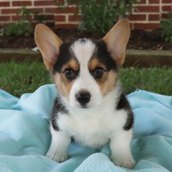 Pembroke Welsh Corgi Puppy for sale in GAP, PA, USA