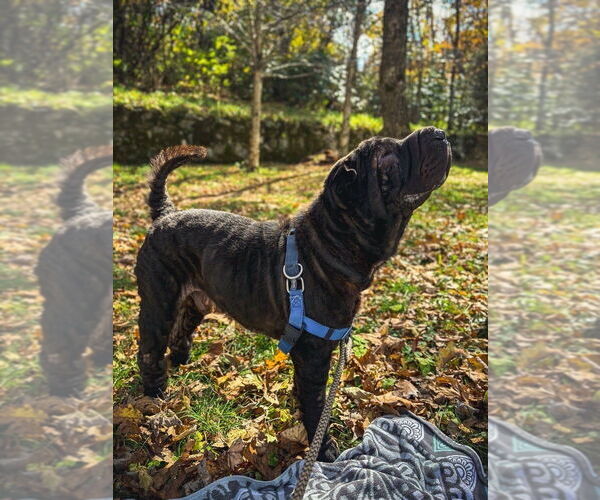 Medium Photo #2 Mutt Puppy For Sale in Candler, NC, USA