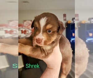 Miniature Australian Shepherd Puppy for sale in SAINT JOSEPH, MO, USA