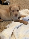 Small Labrador Retriever