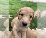Small Photo #41 Goldendoodle Puppy For Sale in RATHDRUM, ID, USA