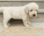 Puppy Ted Labrador Retriever