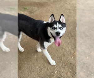 Siberian Husky Dogs for adoption in Riverside, CA, USA