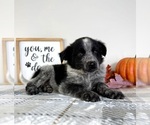Small #1 Australian Cattle Dog-Border Collie Mix