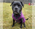 Small #23 American Pit Bull Terrier