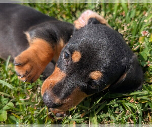 Medium Photo #3 Dachshund Puppy For Sale in Shelbyville, TN, USA