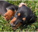 Small #2 Dachshund