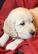 Small Photo #3 Golden Retriever Puppy For Sale in MORGANTOWN, IN, USA